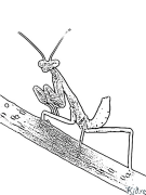 stick insect - mantis-religious Coloring Pages To Print